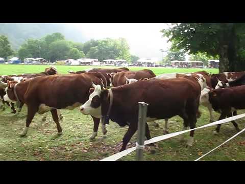 Baffidigatto, San Bartolomeo (Oropa)