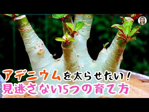 園芸 アシャンティの血、赤いムセンダ