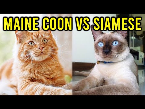 Maine Coon Vs Siamese Cat - Which is Better for You?
