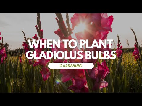When To Plant Gladiolus Bulbs