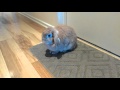 Grumpy Bunny