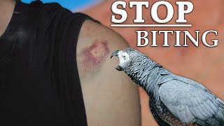 4 Ways to Stop Parrots From Biting