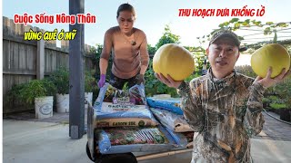 #648|| Cheap Fertilizer to Buy and Save. Harvesting Melons _ Sharing How to Cure Diabetes from Pa...