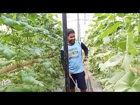 Petani Melon Milenial Desa Singasari