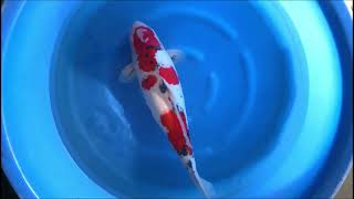 video van Meerstaps Sanke 2310001