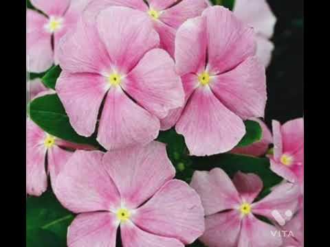 Different Colours Nithyakalyani/different Colours vinca flowers 🌻
