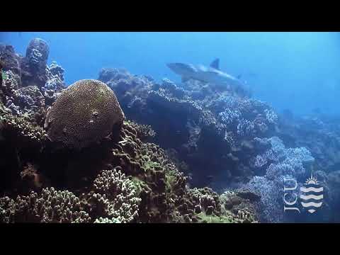 Meet the Residents - Whitetip reef shark (Triaenodon obesus)