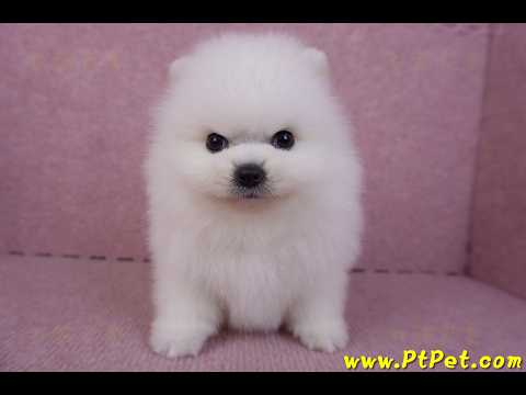 10/11松鼠白博美公幼犬1號(新北三重)