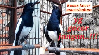 Download lagu BURUNG KACER GACOR SUARA SUPER NGOTOT MENGGILA kac... mp3