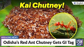 Odisha’s Red Ant Chutney Gets GI Tag