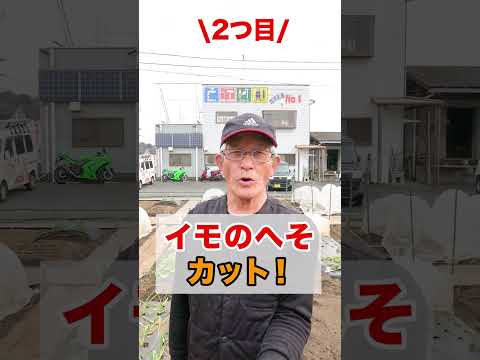 ジャガイモの隣に植えてはいけない植物は何ですか?最悪のコンパニオンプランツの完全なリスト  庭園