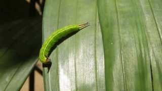 preview picture of video 'Common Palmfly Caterpillar doing the salsa'