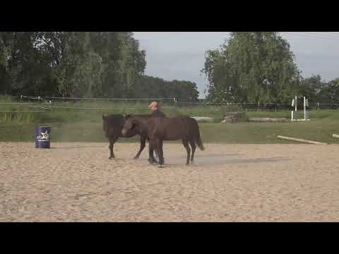 Willst auch du die Beziehung zu deinem Pferd für immer verändern? | Freiarbeit | Thomas Günther