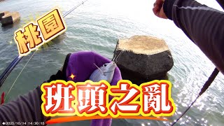 龜了一個月 來桃園看看 還有沒有班頭可以玩玩 #磯釣怎麼釣 #班頭 #黑鯛 #臭肚 #黏巴達釣餌