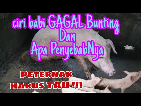 , title : 'Ciri Babi Bunting dan Gagal KAWIN/ HAMIL , Penyebab gagal bunting , Peternakan Babi Di Bali'
