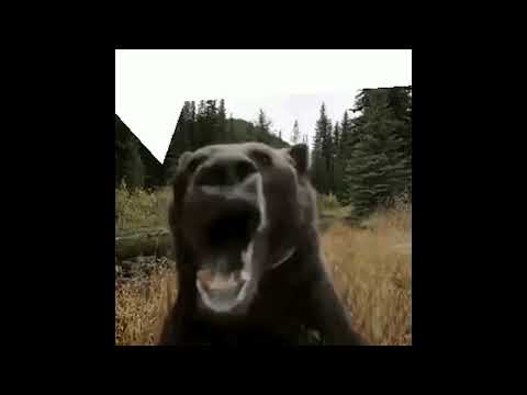 Bear Gif