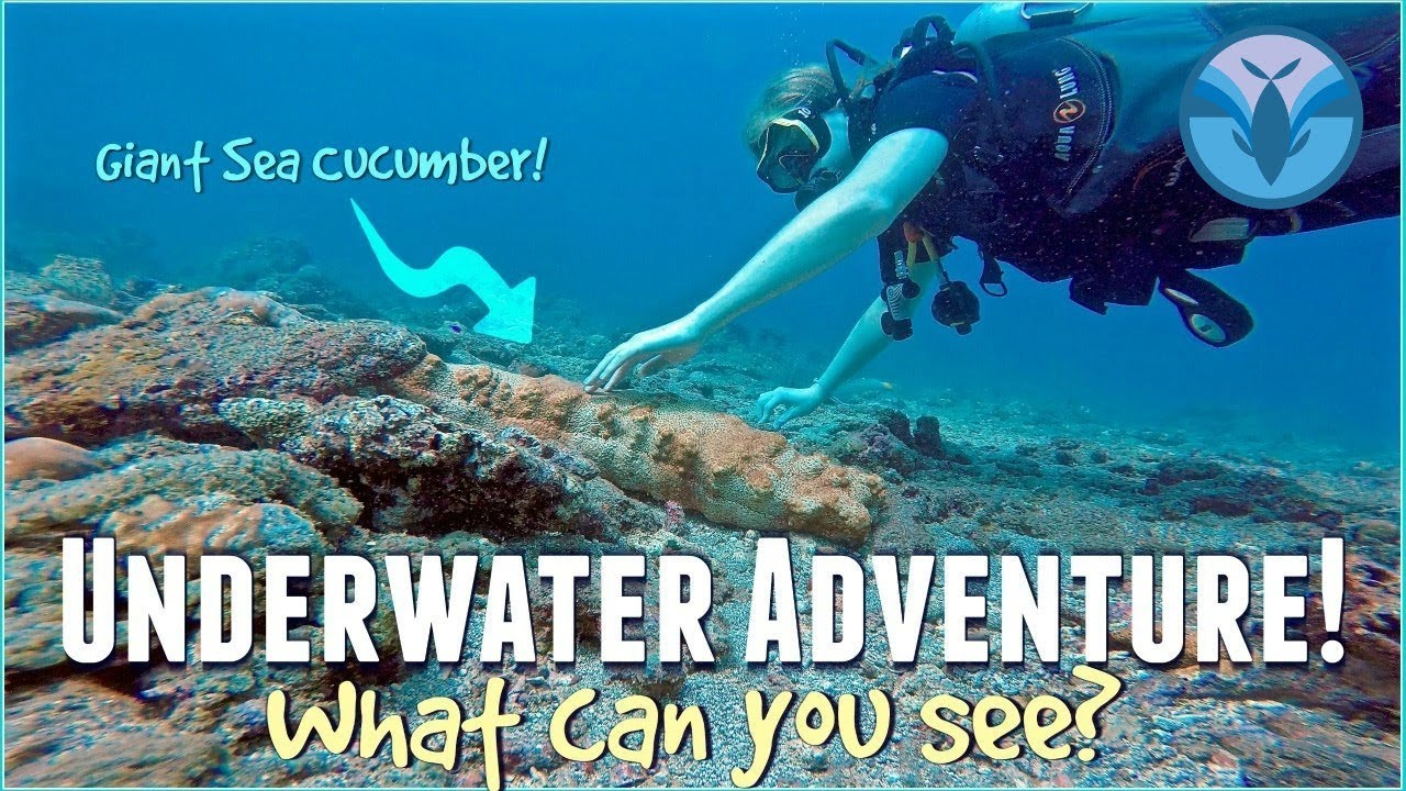 Underwater Adventure! What can YOU See? | Maddie Moate
