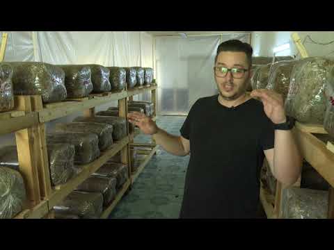 Tri prijatelja, tri ljubitelja gljiva bukovača i kako je nastala Fungi kultura