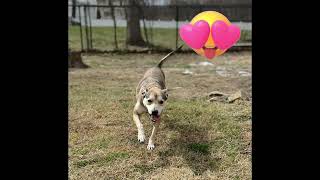 Video preview image #1 Carolina Dog-Unknown Mix Puppy For Sale in Jefferson, NJ, USA