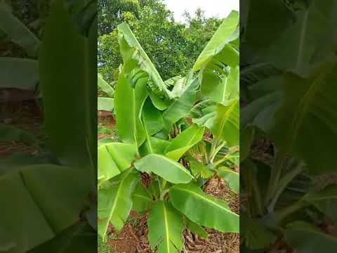 A chuva chegou em Centenário do Sul PR #chuva