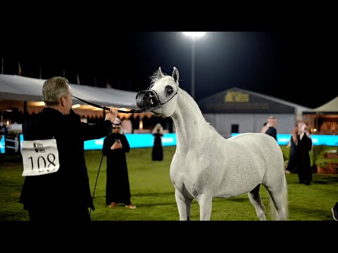 MESHAEL AL KHALEDIAH - Senior Mare Championship contender, PSAIAHF 2023