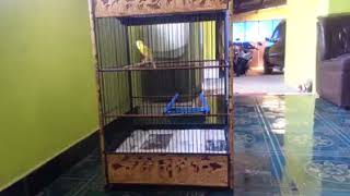 Download lagu KENARI SEKAR LANGIT  kini memperkuat HMR BF JOGJA mp3 Download lagu KENARI SEKAR LANGIT  kini memperkuat HMR BF JOGJA mp3