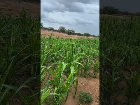 verdura na vazante do tio Raimundo, Dormentes, Pernambuco.