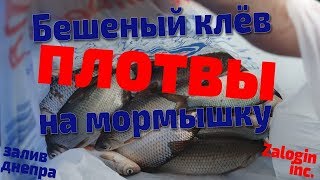 Https yandex ru рыбалка в могилеве