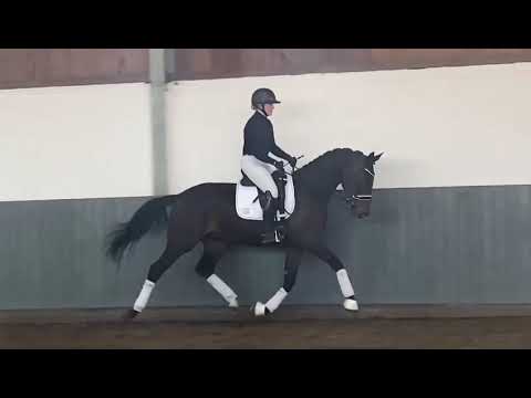 SAINT LAURENT: Weidenhof-Verkaufspferd-3j. Hannoveraner W. v. Sezuan