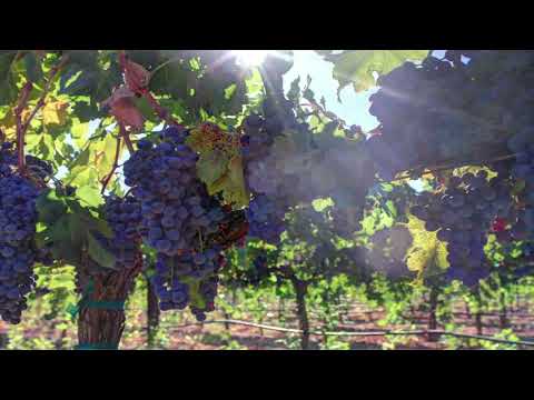 Welcome To Santa Rosa Presented By Hotel E