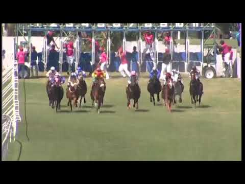 RM20 R1 | Zenzero | M.Nunes