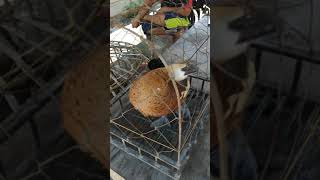 Download lagu suara pikat belibis kembang kalsel mp3 Download lagu suara pikat belibis kembang kalsel mp3