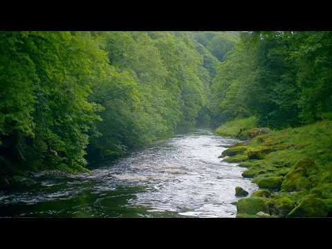 Yorkshire River Wharfe: A Hidden Haven for Wildlife (4K Documentary)
