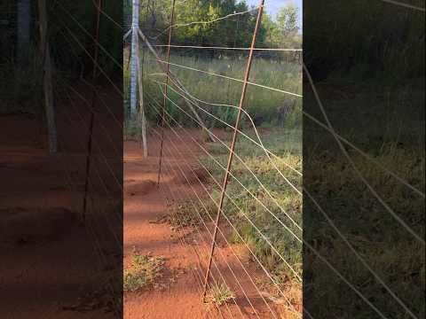 Poaching Surge: Self-Sufficient Tanya Battles Trespassers