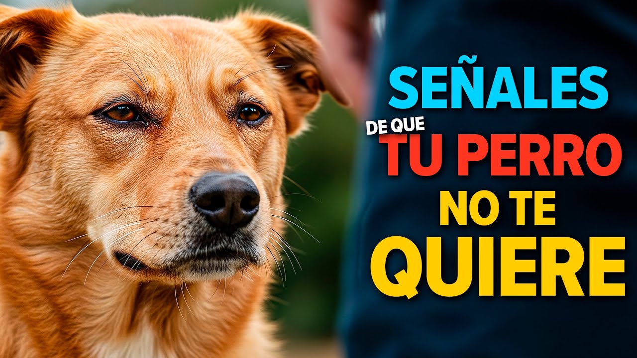 14 señales CIENTIFICAS de que tu perro no te quiere (aunque creas que sí)