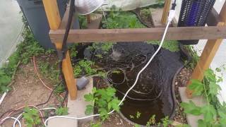 Dogtown Farms basic 2 panel 2 battery 12 volt off grid solar installation powering  aquaponics