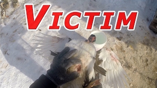 Predator Attack #80 Ducks & Winter 2016-17