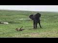 The Birth Of A Newborn Baby Elephant Excitement