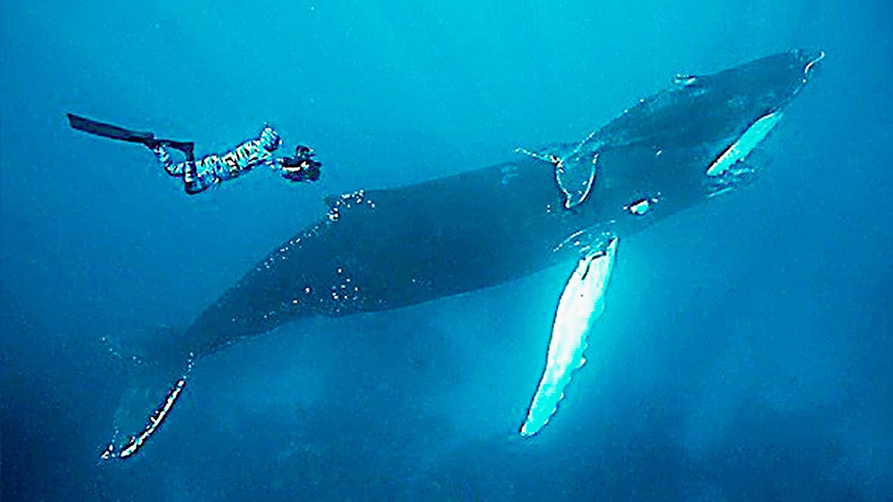 Baleias e Golfinhos Pelos Mares do Mundo [Documentário Completo] Lawrence Whaba