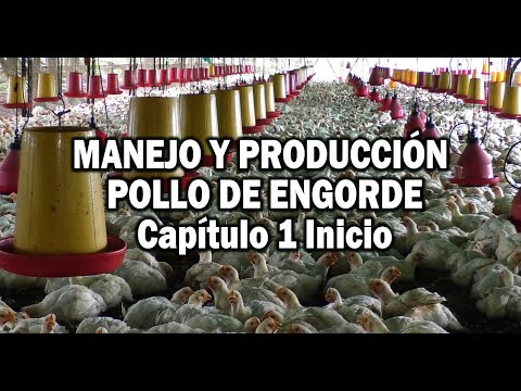 , title : 'PRODUCCION POLLO DE ENCORDE MANEJO EN PRIMERAS ETAPAS'
