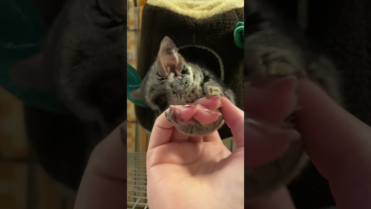 6歳の女の子🐒🎀 #ショウガラゴ