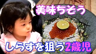 2歳児がシラス丼を狙う！子どもの成長は早いです