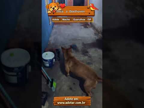 Vídeo de Zeca e Beethoven