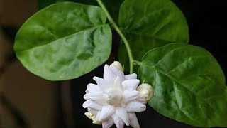 Download lagu Erna Sari - Janger mp3 Download lagu Erna Sari - Janger mp3