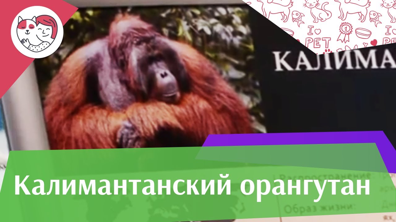 Калимантанский орангутан Внешний вид на ilikepet