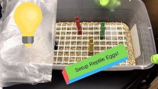 How To Setup An Egg Box To Incubate Snake Eggs