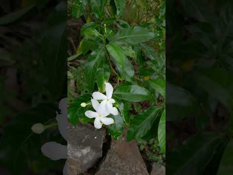 Flowers in my House 🌺🌺