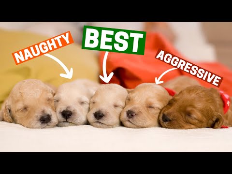 How to select the Best Puppy from the Litter?