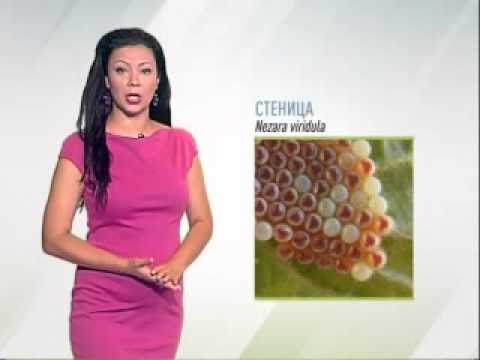 Zelena prognoza, 15.7.2015. - O prisustvu stenice Nezara viridula u poljoprivrednoj proizvodnji