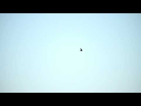Peregrine Falcon hunts Dunlin. Delta British Columbia